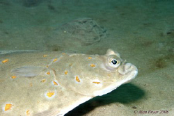 Plaice taken at Trefor Pier North Wales, Nikon D80, 60mm ... by Alan Fryer 
